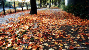 Berlin Leaves Intermission