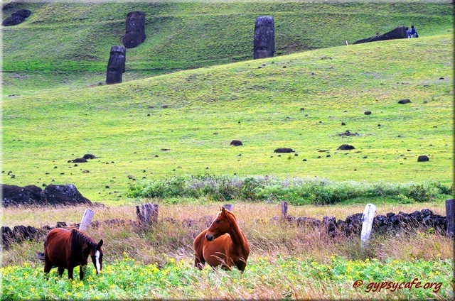 Horses at Rano Rarako - Moai behind them Rapa Nui - Easter Island