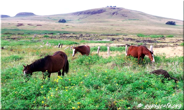 Horses amongst Flowers - Easter Island North Coast