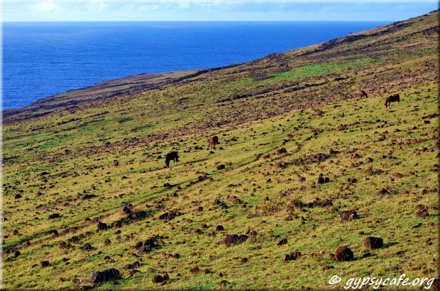 Horses in remote areas of Rapa Nui North coast