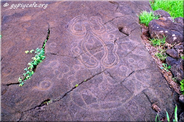 Papa Vaka Petroglyphs of Octopus (heke) - Rapa Nui North Coast