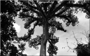 Ceibal Tree - Symbol of Maya World Tree - Tikal - Guatemala The Maya World Tree
