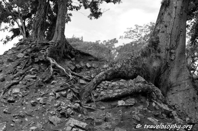 The Roots of a Ceiba Tree at Copán, Honduras, Central America. Photograph by Jean-Jacques Morin, September 2015.