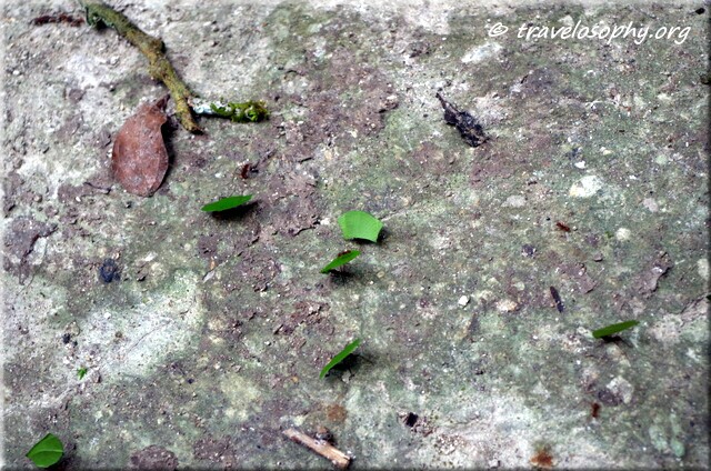 Tikal National Park – ants transporting freshly cut leaves from the canopy to their next for cultivation