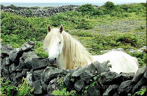 White Horse, Inis Mór, Aran Islands, 2003