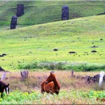 Horses At Rano Rarako Moai Behind Them Rapa Nui Easter Island