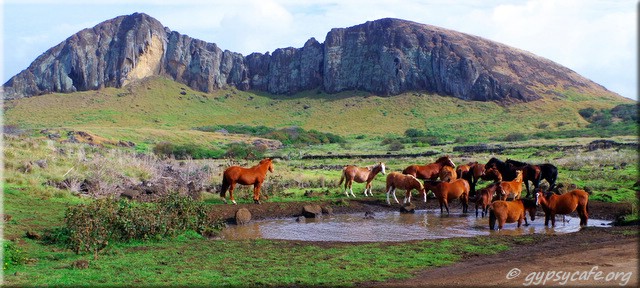 Horses in front of Rano Raraku - Easter Island