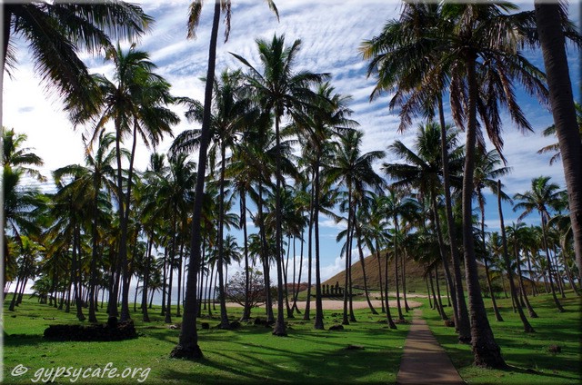Akena Palm Trees - Akena Beach - Rapa Nui - Isla de Pascua