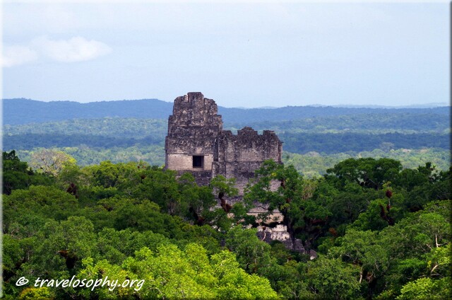 Tikal - Temples I and II sticking through the canopy – as seen from Temple IV - Tikal, Guatemala