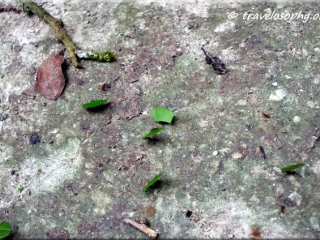 Tikal National Park – ants transporting freshly cut leaves from the canopy to their next for cultivation