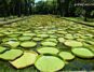 Featured Mauritius Botanic Gardens 11